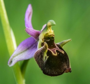 Orchideje Bílých Karpat 2020   →<p>Bílé Karpaty patří k nejbohatším lokalitám divokých orchidejí ve střední Evropě. Rozkvétá jich zde až 40 druhů....  